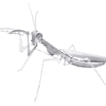 Praying Mantis